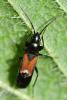 Pterotmetus staphyliniformis
